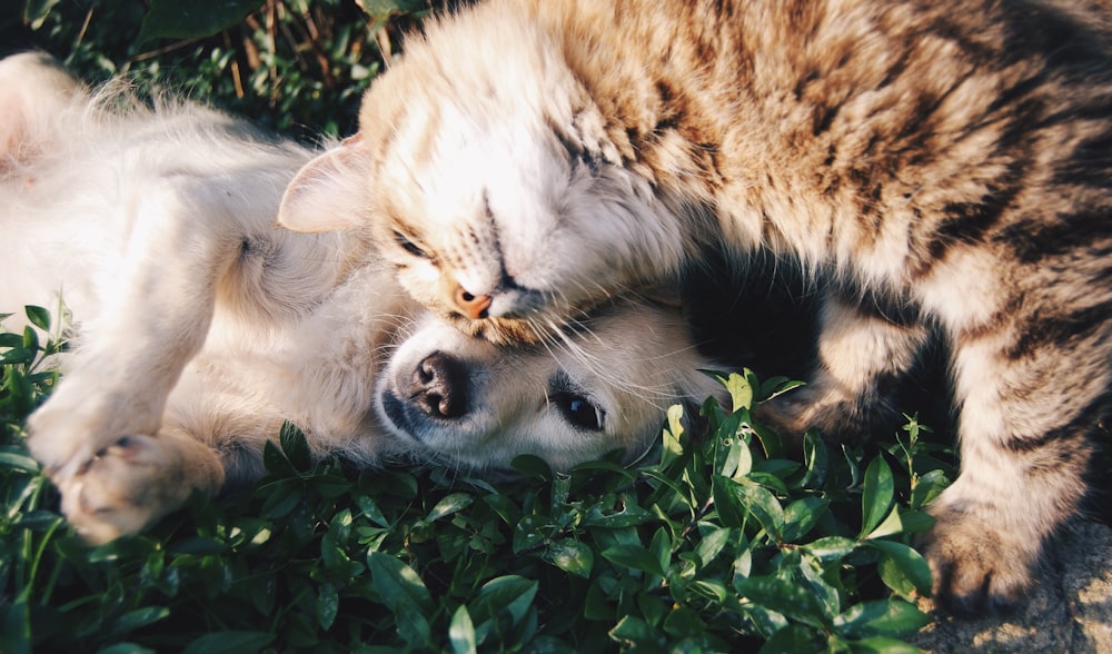 Gato e cachorro juntos, pacientes atendidos pela emergência 24 horas do PetCare