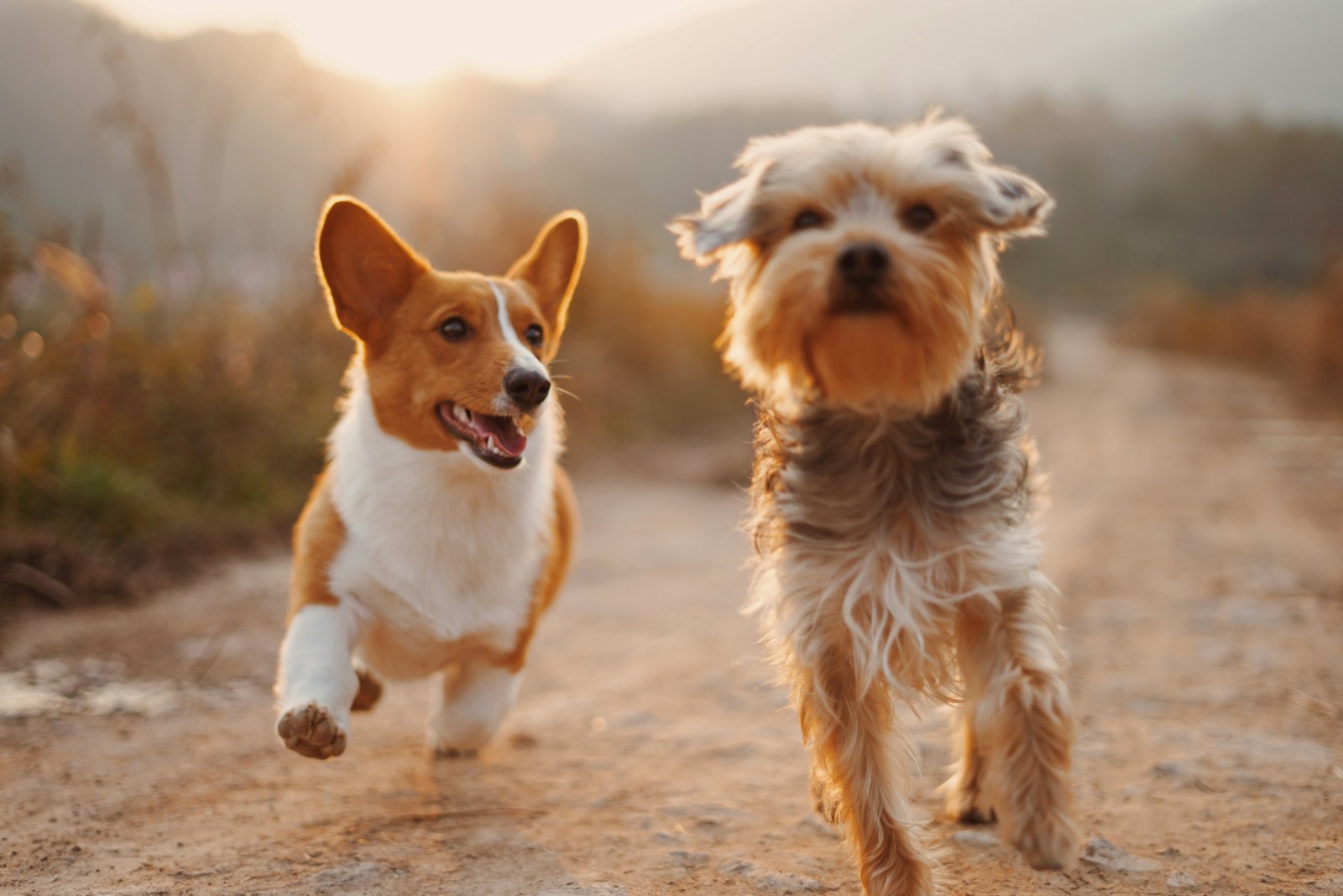Cachorro feliz sendo acolhido no PetCare Hospital Veterinário